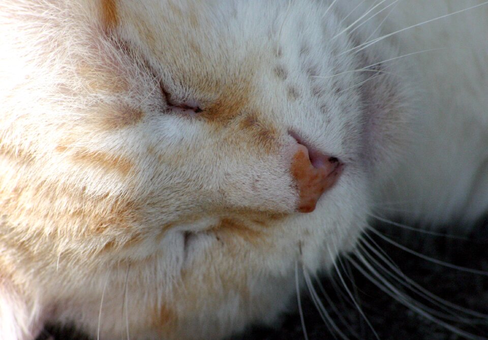 Feline sleeping resting