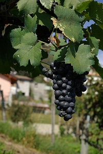 Italy vines grapevine
