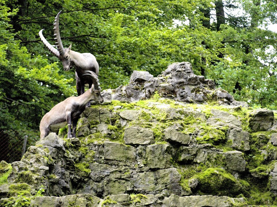 Nature mammal herbivores