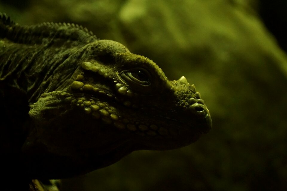 Wild wildlife reptile