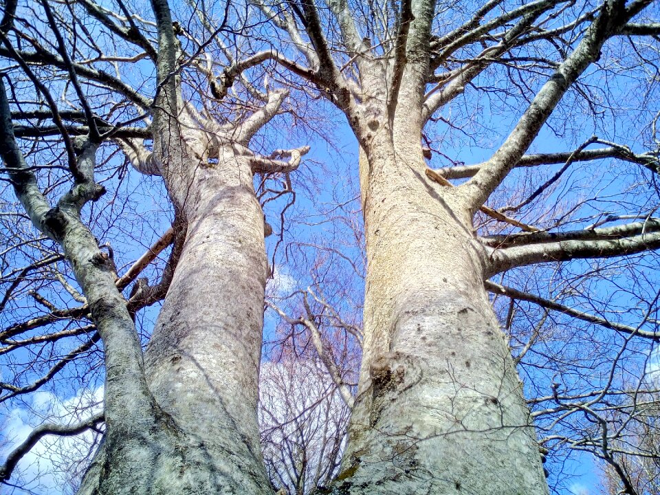 Forest tree nature