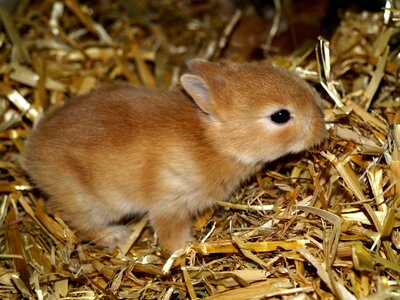 Hare baby pet sweet photo