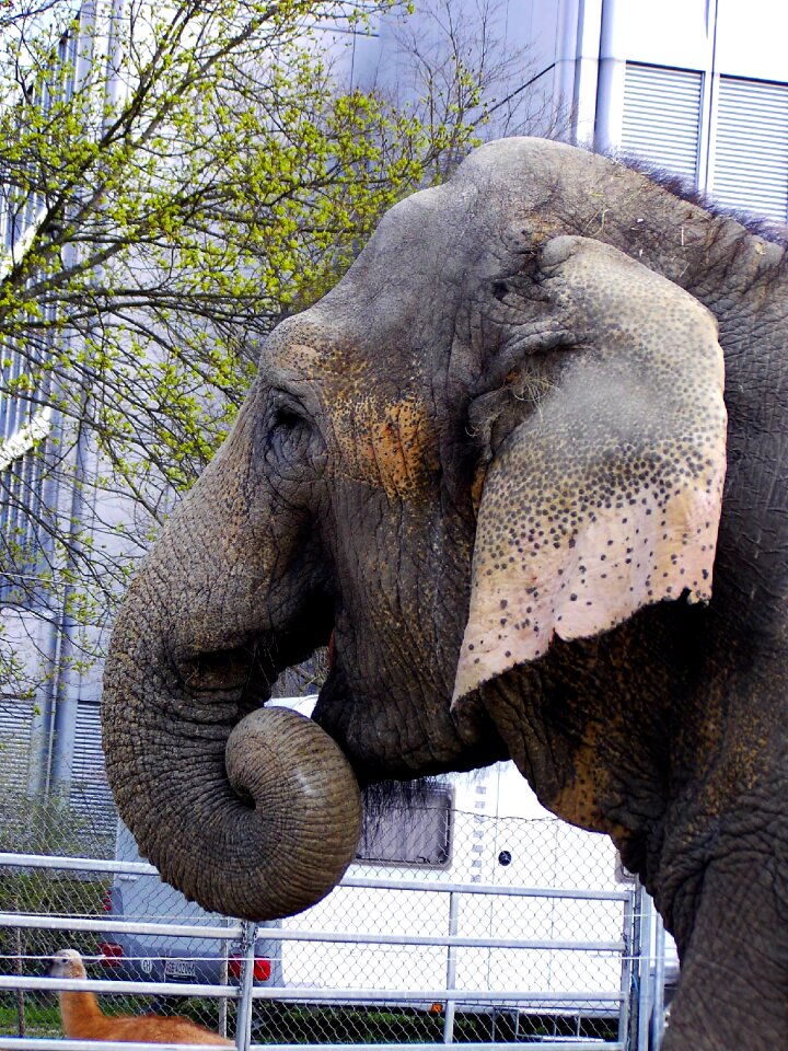 Elephant animal zoo