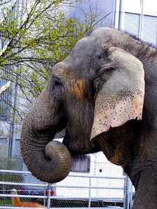 Elephant animal zoo