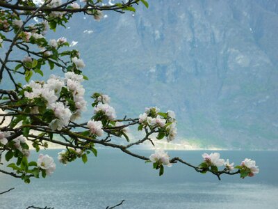 Blossom bloom fjord