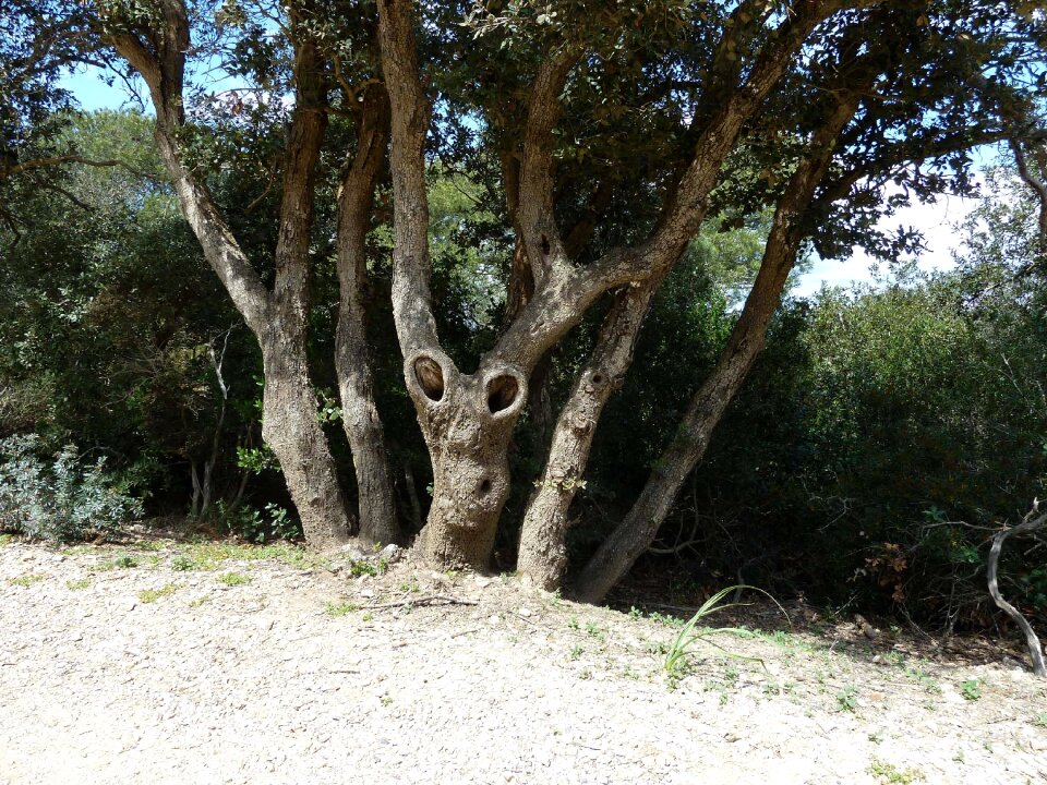 Porquerolles face strange