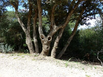 Porquerolles face strange