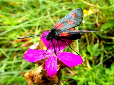 Drexel burnet insect