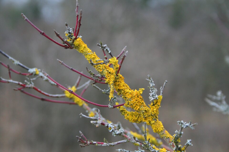 Spring forest nature
