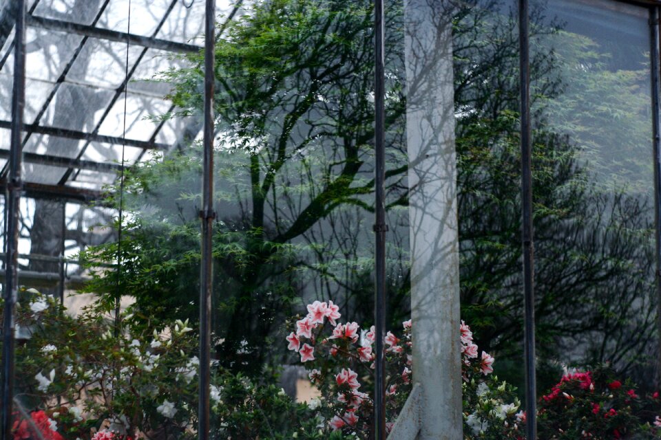 Flowers tree exposure