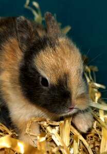 Hare baby sweet animal photo