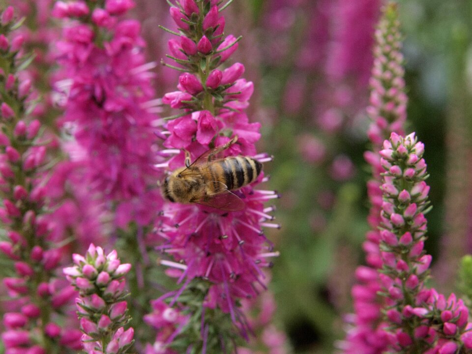 Honey honey bee macro