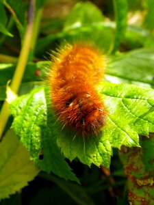Caterpillar close up hairy