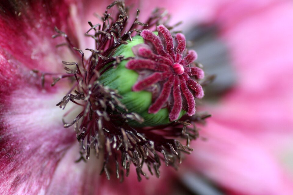 Spring pistil nature