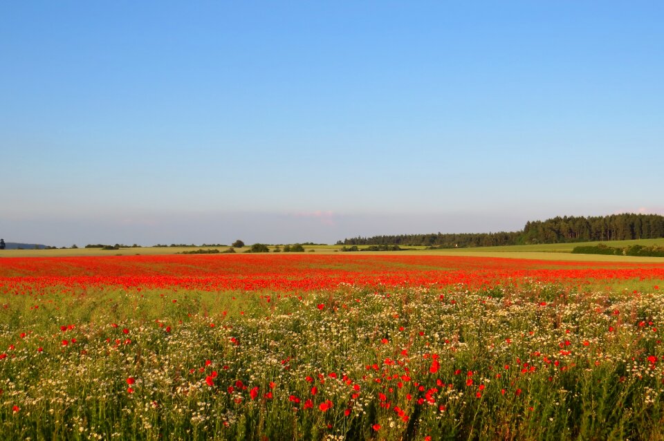 Landscape nature flowers