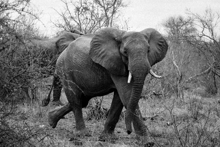 Safari wild nature