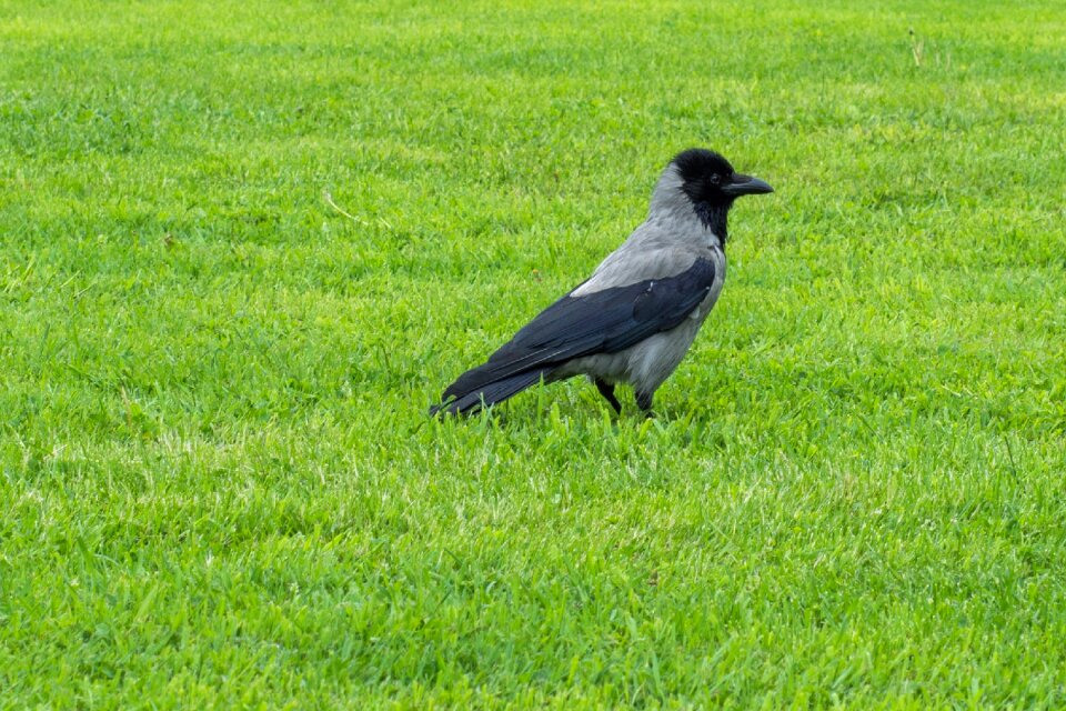 Grass black green photo