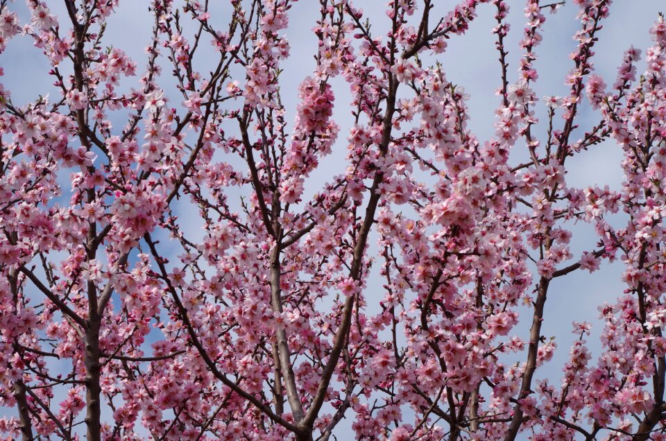 Blooming tree spring peach