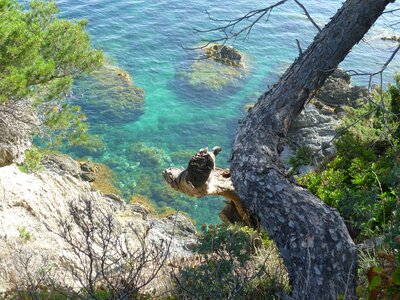Bay tribe pine
