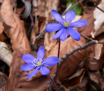 Flowers hepatica blue photo
