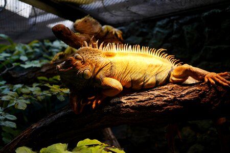 Iguana gad lizard