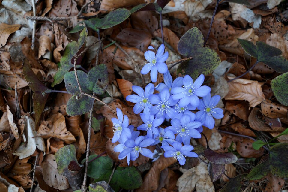 Blue forest floor ground