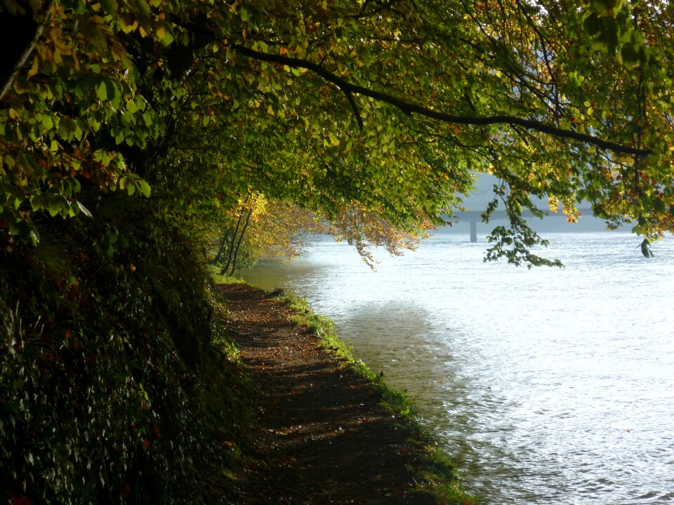 River rhine leaves