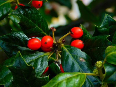 Mountain green red