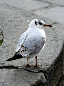 Seagull bird close up
