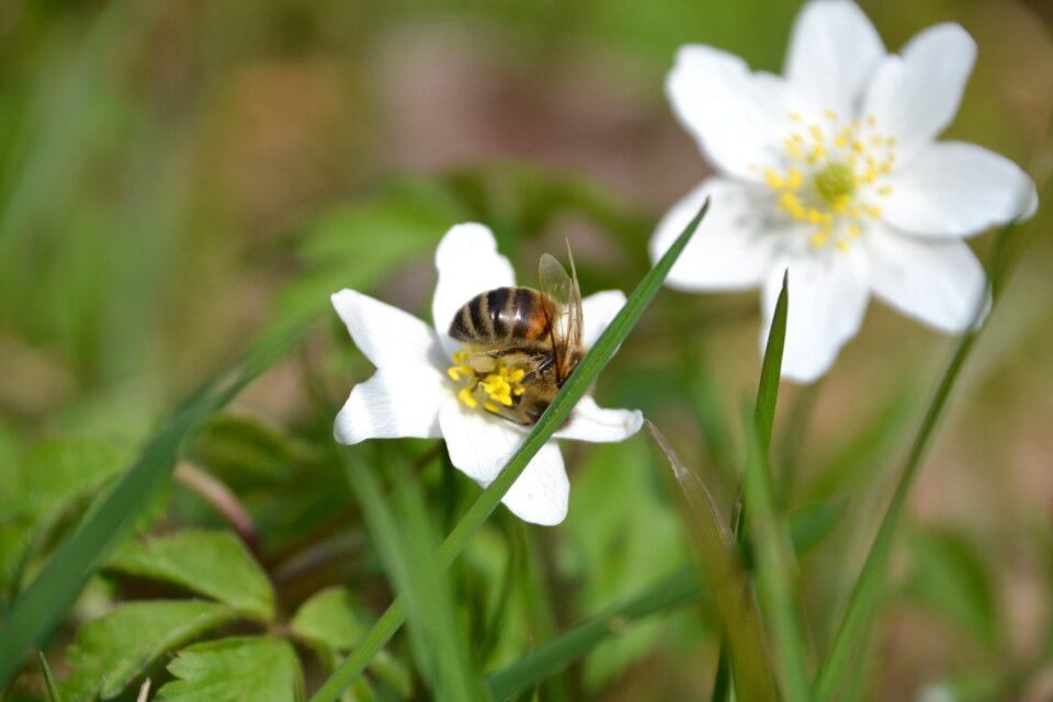Caltha palustris white bee