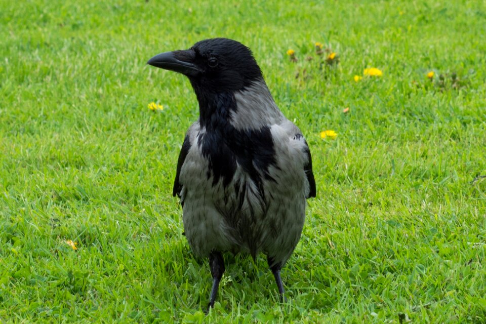 Grass black green