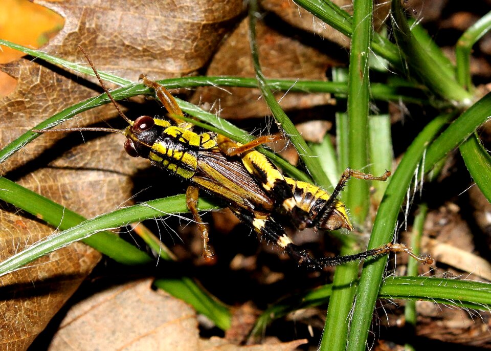 Grasshopper insect small