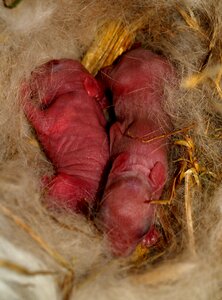 Rabbit new born without hairs photo