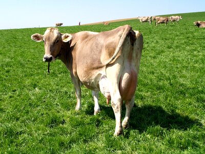 Cow pasture switzerland photo