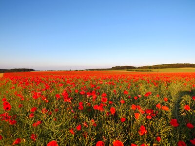 Landscape nature flowers