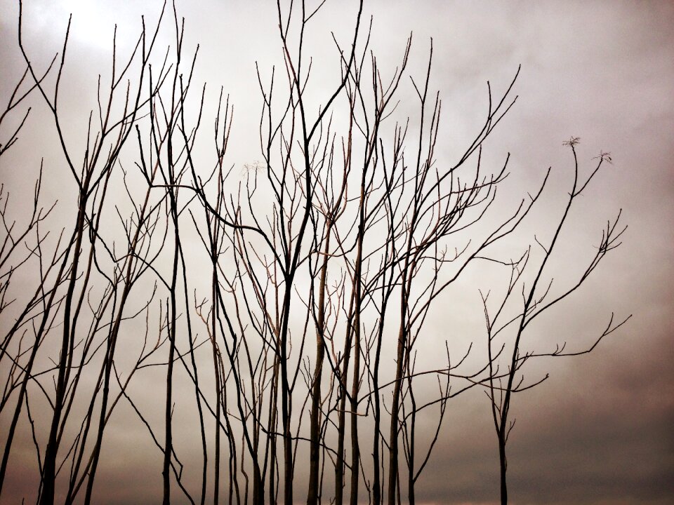 Branches trees dry