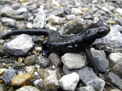 Animal black alpine salamander photo