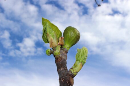 Fig bud spring