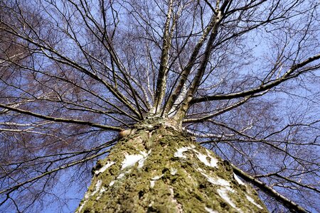 Bark nature tree