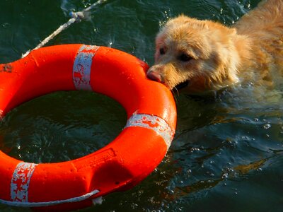 Water lake trained dog photo