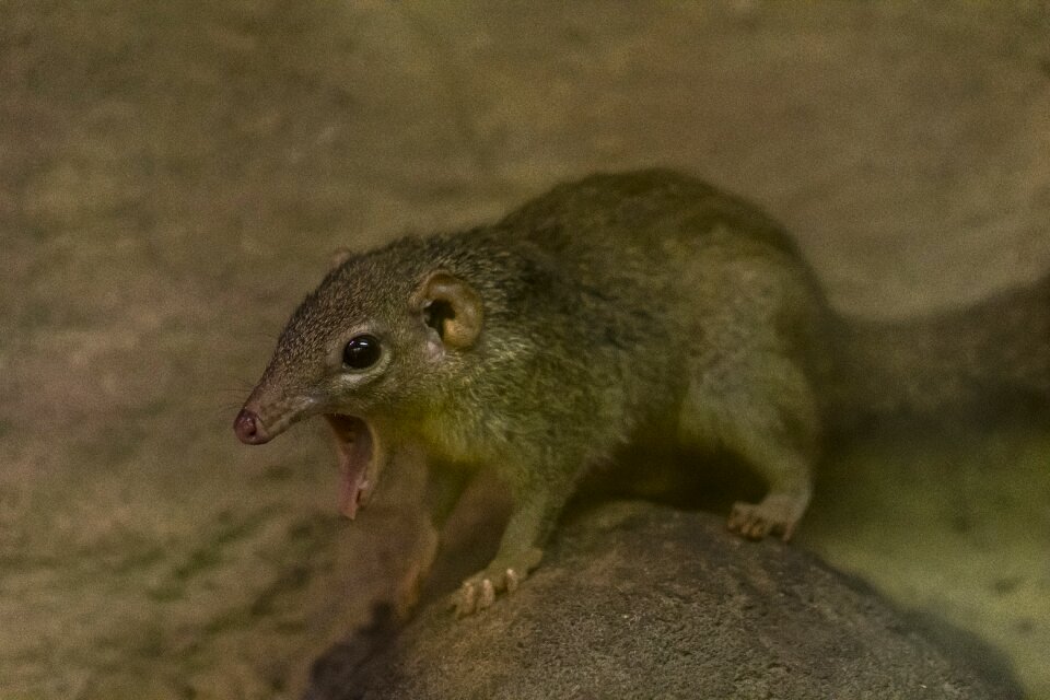 Yawn rodent nature