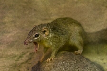 Yawn rodent nature