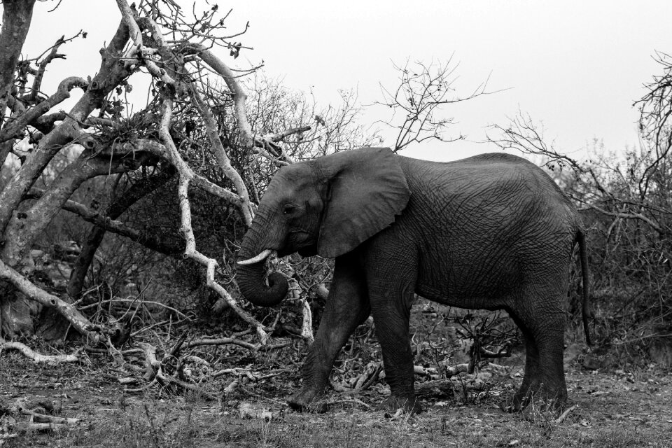 Tourism national gray elephant