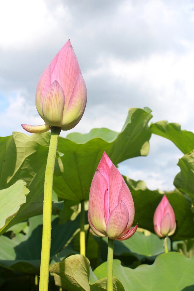 Lotus bud green leaves