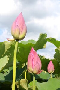 Lotus bud green leaves