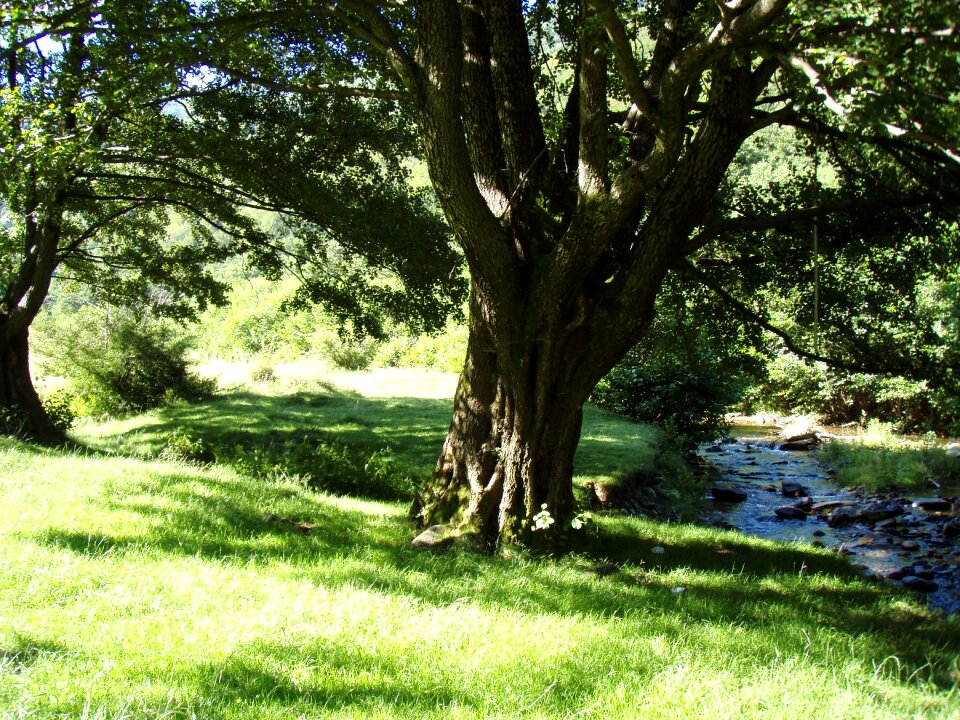 Countryside natural spring landscape