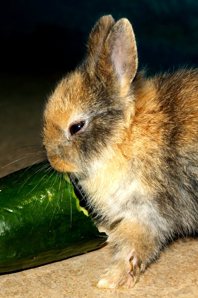 Hare baby pet sweet