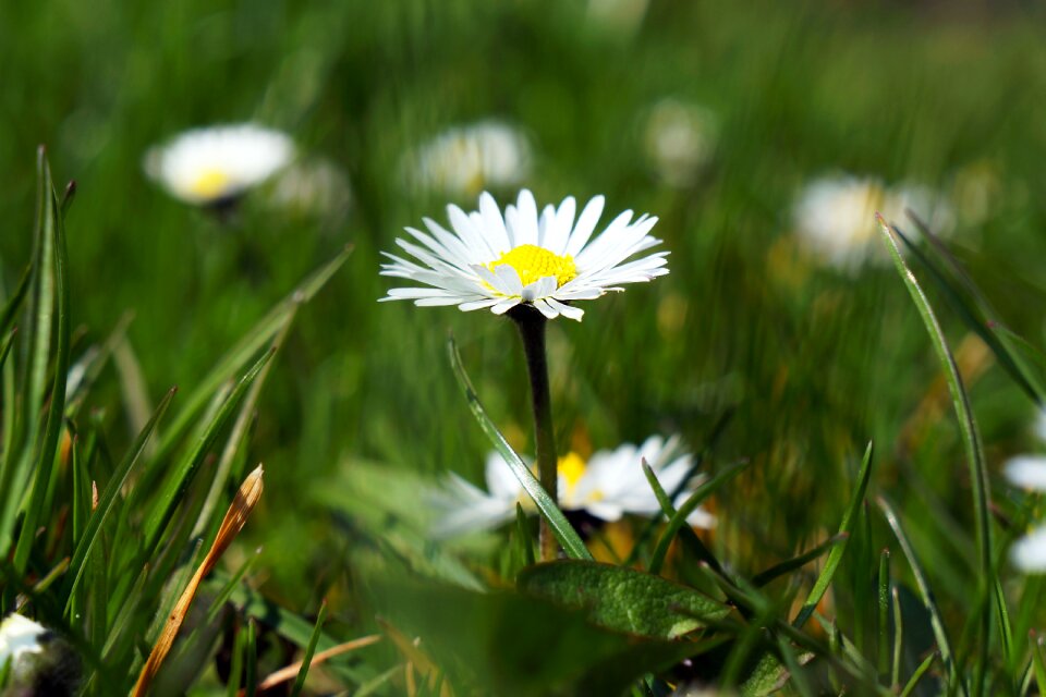 Spring plant meadow