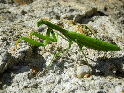 Praying mantis mantodea close up photo