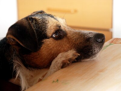 Jack russel terrier animal
